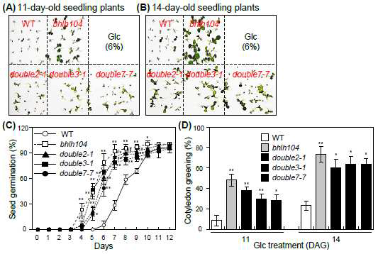 atblh104 돌연변이체 및 atbhlh104/atbhlh34 2중 돌연변이체의 당 반응 분석. (A, B) 6% 당 처리 11일 및 14일 후, atblh104 돌연변이체 및 atbhlh104/atbhlh34 2중 돌연변이체의 생리적 표현형 분석 (C, D) 6% 당 반응에 대한 atblh104 돌연변이체 및 atbhlh104/atbhlh34 2중 돌연변이체의 발아율 및 cotyledon greening rate 분석