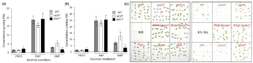 당 처리 후, pca17 돌연변이체로부터 PAPS, PAP 및 AMP 농도 분석 및 pca17 돌연변이체의 생리적 표현형 분석 (a) 정상 조건하에서의 WT, atrzf1 및 pca17 돌연변이체로부터 PAPS, PAP 및 AMP 농도 분석 (b) 당 처리 후, WT, atrzf1 및 pca17 돌연변이체로부터 PAPS, PAP 및 AMP 농도 분석 (c) 6% 당에 대한 pca17 돌연변이체의 생리적 표현형 분석