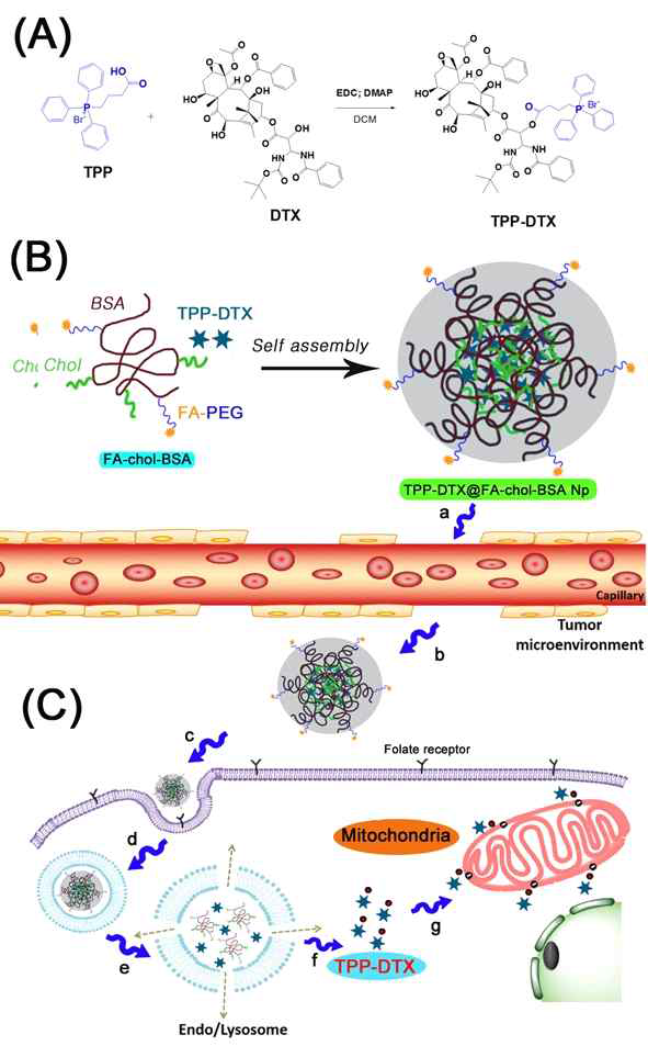 (A) Synthesis scheme of 4-carboxybutyl triphenylphosphonium-docetaxel (TPP-DTX) conjugate. The reaction was carried out in the presence ethylene-carbodiimide hydrochloric acid (EDC-HCl) and 4-dimethylaminopyridine in dichloromethane (DCM). (B) Preparation of TPP-DTX conjugate loaded folate-cholesteryl albumin (FA-chol-BSA) nanoparticles (TPP-DTX@FA-chol-BSA NPs). (C) Internalizing mechanism of TPP-DTX@FA-chol-BSA NPs into cells: a) injection into blood circulation, b) entrance into tumor tissue, c) endocytosis, d) entrance into the endosome/lysosome, e and f) drug release in endo/lysosome, g) and mitochondrial targeting