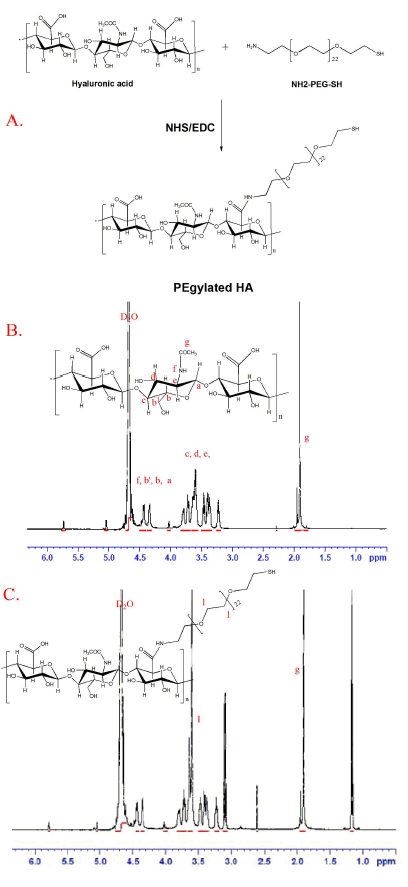 (A) Synthesis of HA-coated CisPt-AuNp conjugate; (B) 1HNMR spectrum of HA and (C) 1HNMR spectrum of HA-PEG