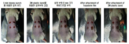 DPHC 함유 하이드로겔의 비임상 모델 적용 상처 치유 효능 검토