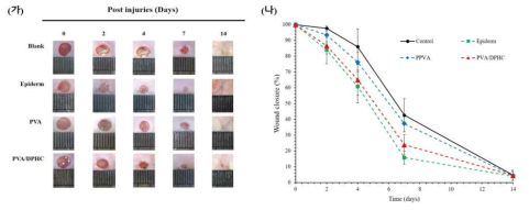 DPHC 함유 하이드로겔의 비임상 모델 적용 상처 치유 효능 (가) 육안적 관찰 및 (나) 창상 면적 감소 확인