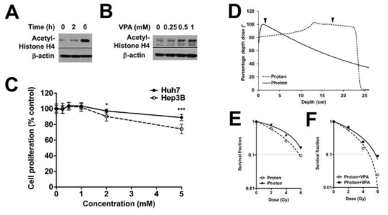 (A, B) Valproic acid (VPA)에 의한 HDAC 저해능을 histone acetylation으로 확인. (C) MTT assay. (D) X선,양성자 dose distribution. (E, F) X선 양성자 효과에 대한 VPA 영향 비교.