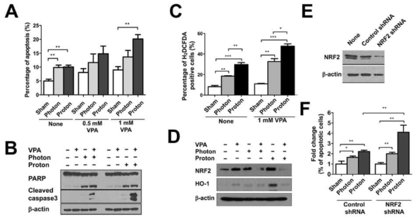 (A, B) VPA와 방사선 병용시 apoptosis 증가.(C) VPA와 방사선 병용시 ROS 증가. (D) VPA에 의한 NRF2 감소. (E) shRNA 기반 NRF2 knockdown. (F) NRF2 감소에 의한 apoptosis 증가