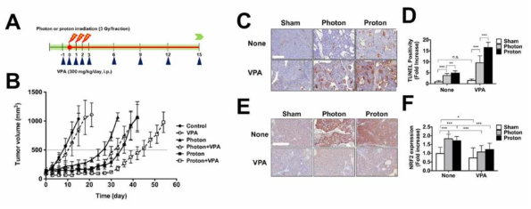 (A, B) Hep3B 이종이식 종양 마우스에서 VPA 병용 처리 효과. (C, D) VPA와 양성자 병용처리에 따른 tissue apoptosis 확인. (E,F) 방사선 처리군에서 NRF2 증가와 VPA에 의한 감소