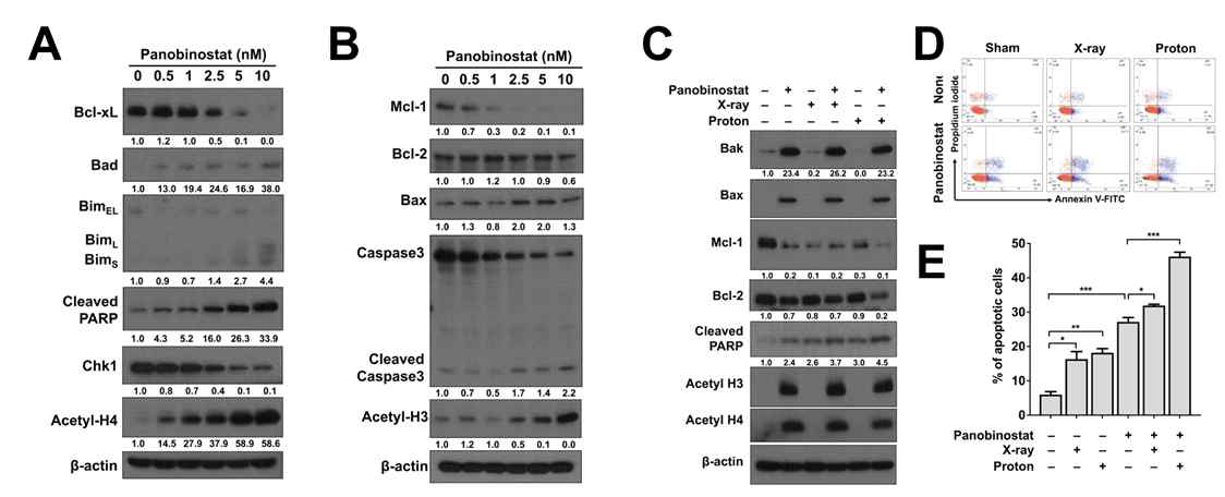 (A,B) Panobinostat 단독에 의한 apoptosis 효과. (C,D,E) Panobinostat과 양성자 병용 치료시 apoptosis 증가 확인