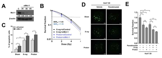 (A,B,C) Mcl1 knockdown에 의한 양성자 감수성 증진 효과 확인. (D, E) 3D 배양 조건에서 양성자와 panobinostat에 의한 spheroid 성장 억제 효과 확인