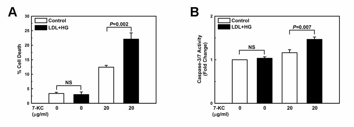 Metabolically primed macrophages are sensitized to oxysterol-induced apoptosis. - 6 - Apoptosis was assessed in peritoneal macrophages treated with vehicle or 7-KC for 24 h. Cell death was measured by trypan blue dye exclusion and caspase 3/7 activation in peritoneal macrophages in unprimed (Control) and metabolically primed (LDL+HG) peritoneal macrophages from C57/BL6 mice