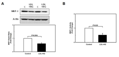 Metabolic priming decreases MKP-1 protein levels and MKP-1 phosphatase activity in macrophages. A. MKP-1 levels were assessed by Western blot analysis in unprimed (C, Control) and metabolically primed (LDL+HG) peritoneal macrophages. B. MKP-1 phosphatase was assessed using a modification of the commercially available Malachite Green-based PTP assay in unprimed (C, Control) and metabolically primed (LDL+HG) peritoneal macrophages