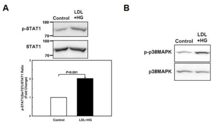 Metabolic priming hyperactivates STAT1 and p38MAPK in macrophage. A. STAT1 phosphorylation were assessed by Western blot analysis in unprimed (Control) and metabolically primed (LDL+HG) peritoneal macrophages. B. P38MAPK phosphorylation were assessed by Western blot analysis in unprimed (Control) and metabolically primed (LDL+HG) peritoneal macrophages