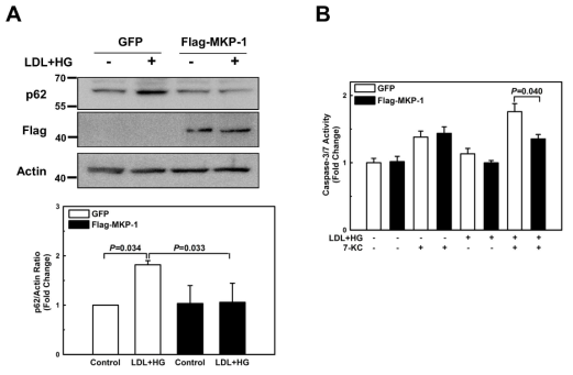 Overexpression of MKP-1 protects macrophages against impaired autophagy, and accelerated cell death. Bone marrow-derived macrophages were infected with lentiviral vectors carrying either Flag-tagged MKP-1 or GFP. Cells were then treated for 24 hours with vehicle or primed with LDL + HG, and p62 protein levels (A), Caspase-3/7 activities (B). Results are shown as mean ± SE (n = 3–4)