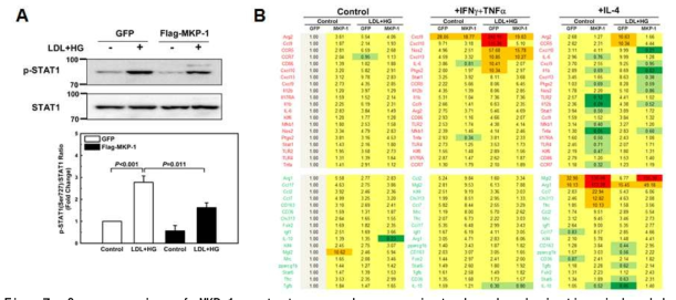 Overexpression of MKP-1 protects macrophages against skewed polarization induced by metabolic stress. Bone marrow-derived macrophages were infected with lentiviral vectors carrying either Flag-tagged MKP-1 or GFP. Cells were then treated for 24 hours with vehicle or primed with LDL + HG, and STAT1 phosphorylation (A), and macrophage polarization were assessed (B). Results are shown as mean ± SE (n = 3–4)