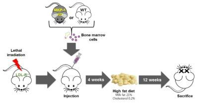 Scheme of in vivo experiments to elucidate the role of macrophage MKP-1 in atherogenesis