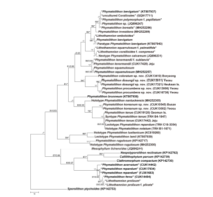 psbA 유전자를 이용한 Phymatolithon 속의 계통수