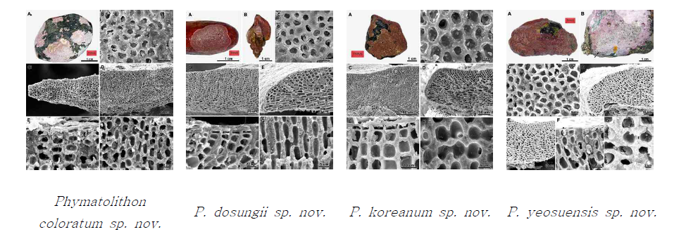 한국에서 발굴된 4개의 Phymatolithon 신종