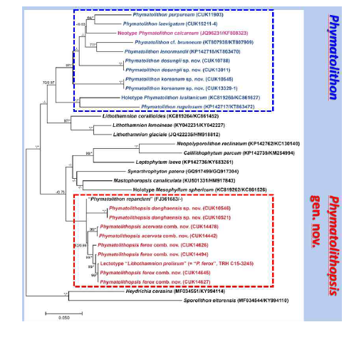 psbA와 COI-5P 유전자를 결합한 Phymatolithopsis 속의 계통수