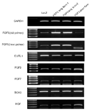 Gene expression interacting with FGF5 isoform in the SVKC cells overexpressing FGF5 isoform