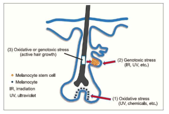 Hair graying may be caused by (1) depletion or dysfunction of melanocytes producing melanin in the hair matrix near the dermal papilla of the hair follicle (the theory of Tobin and Paus), (2) defective hair bulge MSC self-maintenance via genotoxic stress (the theory of Fisher and Nishimura), and/or (3)oxidative or genotoxic stress associated with active hair growth