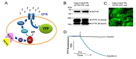 GLP1R 효현제 유효물질 발굴을 위한 세포 기반의 HTS assay