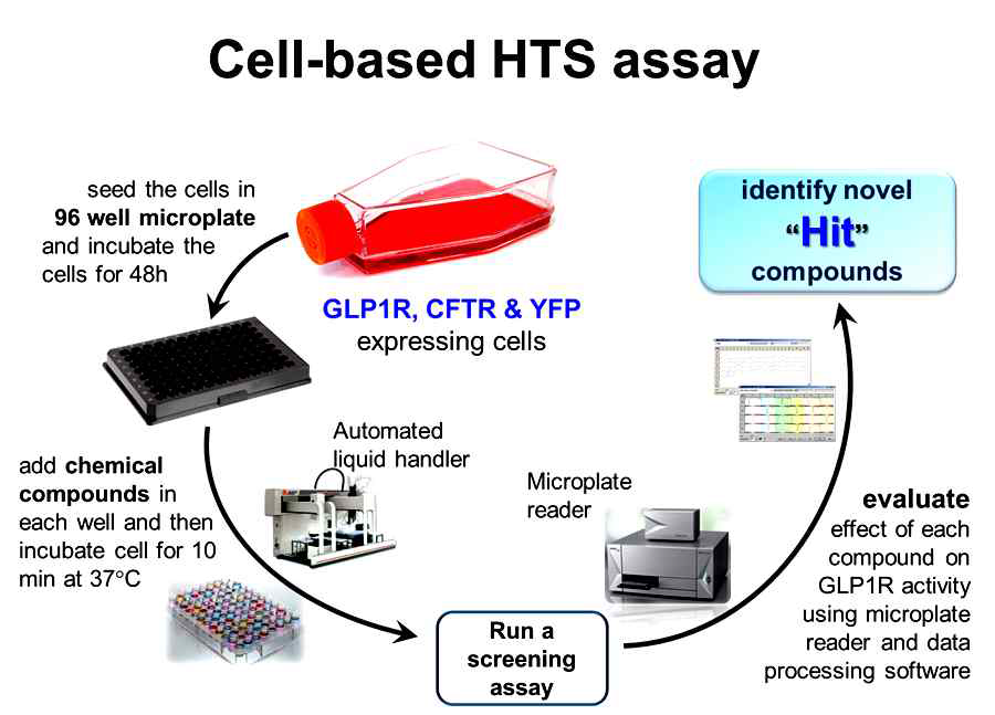GLP1R 효현제 발굴을 위한 세포 기반의 HTS 절차