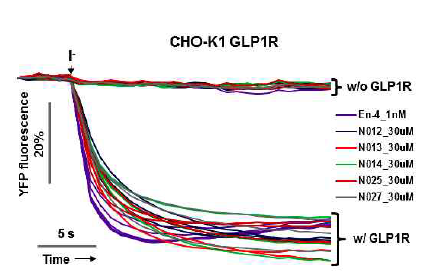 GLP1R 의존적인 유효물질 유도체의 활성 변화