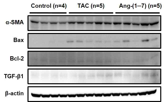 Tacrolimus (2.5mg/kg) for 14day I.P Treatment in mouseAng-(1−7) 24μg/kg/h for 17days before op 3days (Mouse)