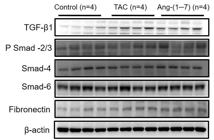 Tacrolimus (1mg/kg) for 14day I.P Treatment in SD rats Ang-(1−7) 24μg/kg/h for 17days befor op 3days (Rat model)