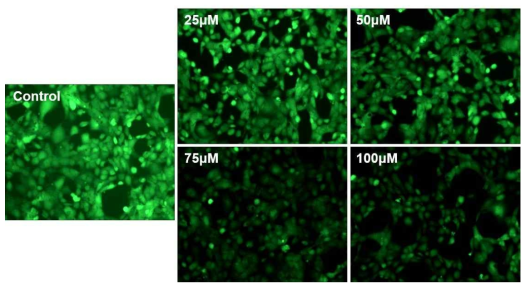 ROS generation according to the dose of tacrolimus (0, 25, 50, 75, 100μM)