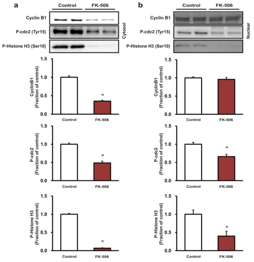 Treatment of tacrolimus decreased the protein expression of cyclin B1, phospho-cdc2 and phospho-Histone H3 in cytosol and nuclear fraction compared with control, indicating that cells arrested at G0/G1 phase