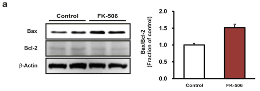 HK-2 세포에 Tacrolimus 100μM을 8시간 동안 처리 후 Bax/Bcl-2 비가 상승하여 세포사멸이 일어남을 확인함