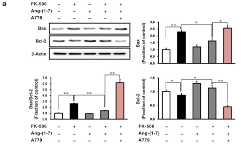 Effects of A779 on apoptosis in Tacrolimus-stimulated rat tubular epithelial cells