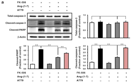 Effects of A779 on caspase signaling in tacrolimus-stimulated rat tubular epithelial cells