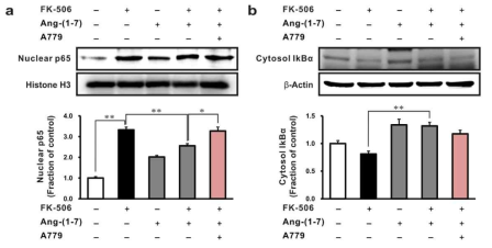 Effects of A779 on NF-kb signaling in Tacrolimus-stimulated rat tubular epithelial cells