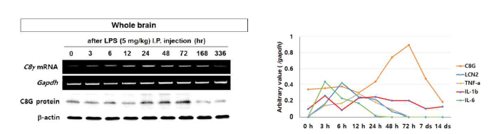 신경염증 동물 모델에서 C8G의 시간별 발현 양상