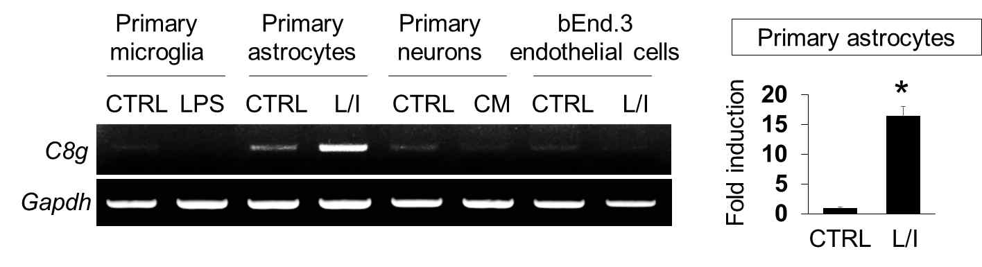 C8G expression in different cell types of the central nervous system. Microglia, astrocytes, and bEnd.3 mouse brain endothelial cells (n = 3 each) were incubated with LPS (1 μ g/ml) alone or LPS (1 μg/ml) and IFN-γ (50 U/ml) as indicated. Primary cultured hippocampal neurons incubated with conditioned medium of mixed glial cells stimulated with LPS (1 μg/ml) and IFN-γ (50 U/ml). After 6 h treatment, C8G level was measured with traditional RT-PCR