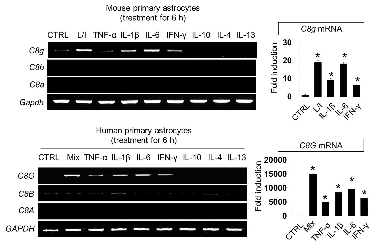 C8G induction by inflammatory stimuli in mouse primary cultured astrocytes (n = 3) and human astrocyte cells. Cells were incubated with LPS (1 μg/ml) and IFN-γ (50 U/ml), recombinant mouse TNF-α (10 ng/ml), IL-1β (10 ng/ml), IL-6 (10 ng/ml), IFN-γ (50 units/ml), IL-10 (10 ng/ml), IL-4 (10 ng/ml), or IL-13 (10 ng/ml) for 6 h. For human astrocytes (n = 3), astrocytes were incubated with recombinant human TNF-α, IL-1β, IL-6, IFN-γ, IL-10, IL-4, IL-13 proteins, or their combination (Mix; TNF-α + IL-1β + IFN-γ) with the same concentration as mouse astrocytes for 6 h