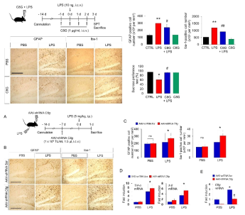 C8G의 재조합 단백질 및 AAV를 이용한 넉다운 마우스에서 신경염증도 비교