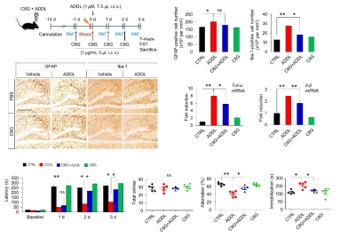 아밀로이드베타 단백 독성 치매 모델에서 C8G 재조합 단백질의 효과 확인