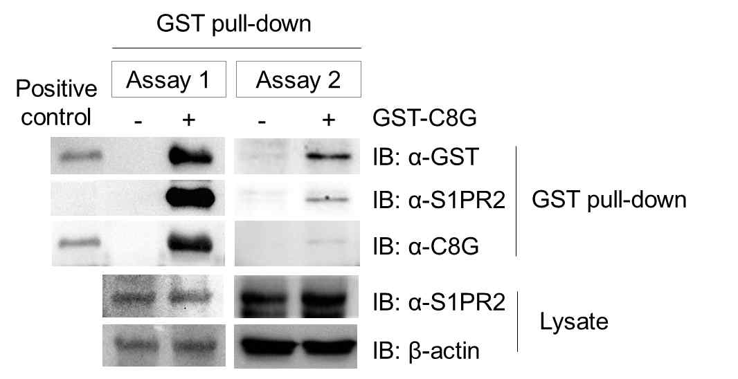 GST pull-down assay를 통한 C8G 및 S1PR2의 interaction 확인