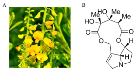 폐동맥 고혈압 유도 물질인 monocrotaline(B)과 이를 포함한 네마황(A)