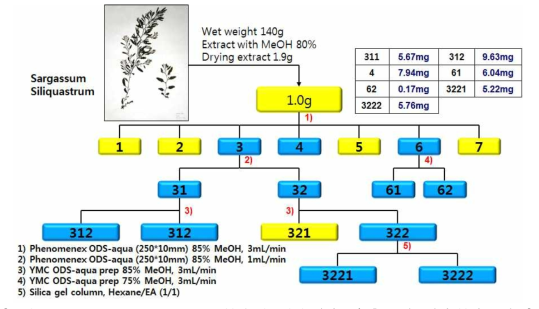 Sargassum siliquastrum으로부터 엔도델린 활성조절 후보 신소재의 분리 모식도