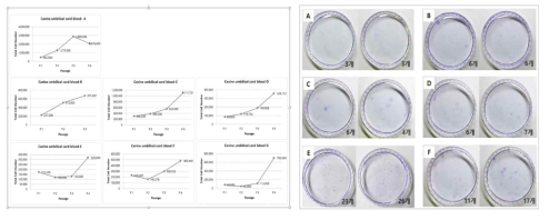 제대혈 유래 MSC의 증식패턴(좌) 및 증식능력 평가(우, CFU assay) 결과