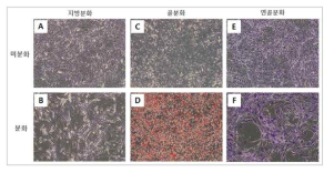 제대혈 유래 MSC의 분화능 평가
