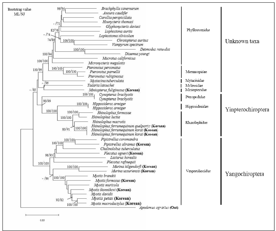 국내 11종(12개) 및 국외 30종(32개) 등 총 41종(44개)의 완전한 미토콘드리아 유전체에 있는 13개 단백질유전자 부위의 아미노산 서열을 이용한 국내의 박쥐들의 분자계통 재구성. Bootstrap value는 Maximum-likelihood bootstrap(200회), Neighbor-joining bootstrap(2000회) 분석 결과의 수치이다
