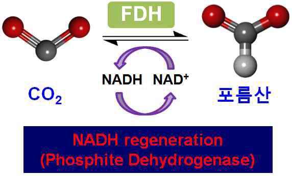 FDH와 PTDH의 커플링 반응을 통한 이산화탄소로부터 포름산의 연속 생산. FDH를 통해 이산화탄소가 포름산으로 전환될 때, 환원상태의 조효소 NADH가 stoichiometric amount로 요구되기 때문에 NADH의 지속적인 재생이 필수적임. PTDH를 통해 NADH로의 재생을 수행함으로써, 이산화탄소로부터 포름산의 연속생산이 이루어질 수 있음