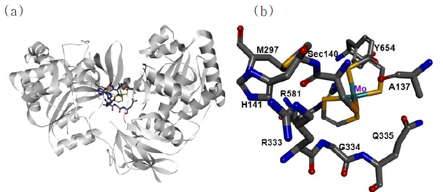 EcFDH의 결정 구조. (a) Complete structure of EcFDH. (b) Substrate binding pocket of EcFDH