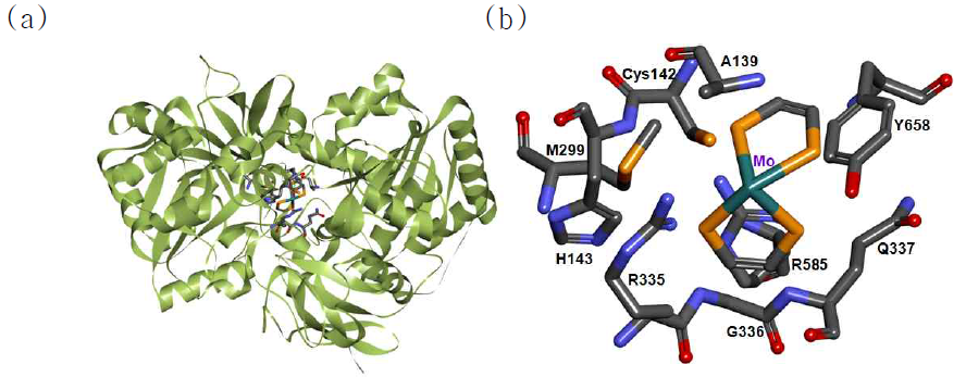 ClFDH의 homology 모델 구조. (a) Complete structure of ClFDH. (b) Substrate binding pocket of ClFDH. 59% identity with template structure EcFDH (PDB:1FDO). RMSD value was 0.54 Å