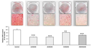 Lipid content in 3T3-L1 cells after 8 days of differentiation with/without treatment of various COE samples at 250 μg/mL