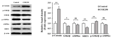 Effect of COE on protein expression of β-catenin, GSK3β, p-GSK3β, AMPKα, p-AMPKα, and SIRT1 in 3T3-L1 adipocytes