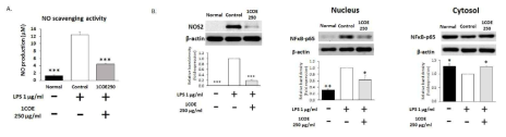 Effect of 1COE on A) NO production, B) NOS2 expression, and expression of cytosolic and nuclear NFkB in LPS-induced in Raw 264.7 macrophages